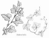 Ivy Drawing Leaves Poison Sketch Leaf Vine Plant Google Hedera Sketches Botanical Paintingvalley sketch template