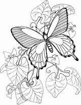 Butterfly Coloring Garden Pages Flying Supercoloring Printable Butterflies Color Para Sheets Dibujos Colorear Mariposas Borboleta Imprimir Colouring Imagenes Templates Adult sketch template