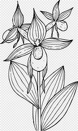 Anggrek Bunga Sketsa Cypripedium Montanum Pngegg Reginae Aneka Slipper Lady sketch template