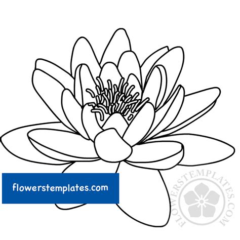 lotus flower bloom flowers templates