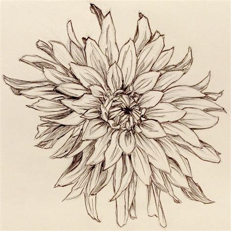 flower drawings click  image  larger version  recommend