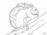 Squirrel Scoiattolo Scoiattoli Greys Stampare sketch template