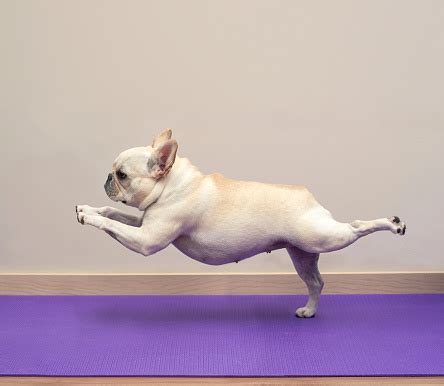 french bulldog  yoga pose warrior  stock photo  image