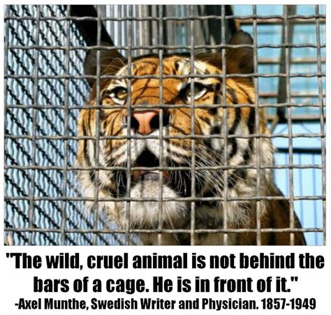animal cruelty quotes quotesgram