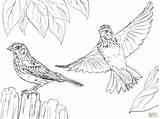 Colorare Disegni Sparrows Passeri Vesper sketch template