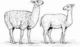 Alpaca Coloring Alpacas Two Clipart Pages Printable Color Drawings Gif Version Click Categories Designlooter Webstockreview Supercoloring sketch template