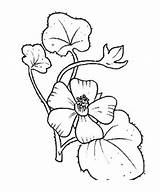 Malva Flower Disegnidacolorare Stampare Orchidea Natur Disegnare Mallow Orchidee Depending Obtain Card Geranio Margherita Girasole Menta Quando Malvorlage Kategorien sketch template