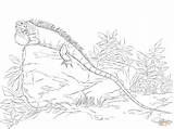 Iguana Coloring Pages Green Realisitc Supercoloring Drawing Drawings Printable Tutorials sketch template