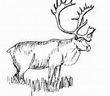 Coloring Pages Caribou Realistic Animal Color Elk Reindeer Animals Printable Print Drawings Deer Rocky Bull Clipart Kids Mountain Adult Sheet sketch template