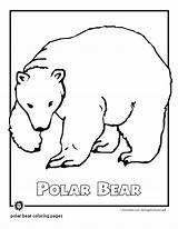 Bear Polar Face Drawing Paintingvalley sketch template