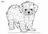 Maltese Draw Drawing Step Dog Dogs Tutorial Tutorials Drawingtutorials101 Cartoon Cavapoo Cute Puppies Baby Choose Board sketch template