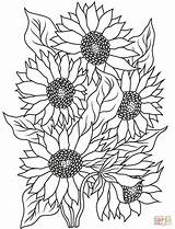 Sunflower Sunflowers Supercoloring sketch template