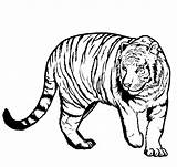 Tiger Coloring Pages Printable Kids Outline Print Drawing Paw Bengal Line Draw Clipartmag Clipart Getdrawings Coloringme sketch template