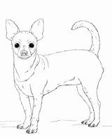 Chihuahua Kolorowanki Pug Kolorowanka Druku Hund Pieski Cani sketch template