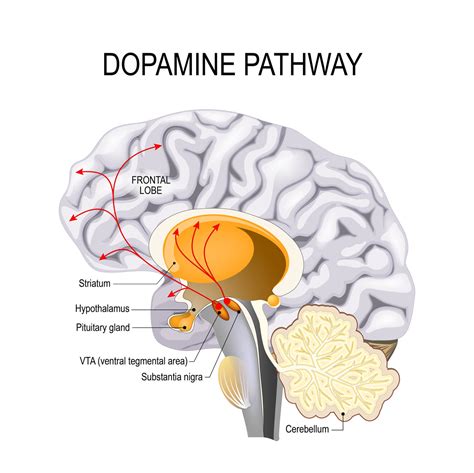 nootropics  dopamine supplements nourishing  key brain chemical  performance mind lab pro