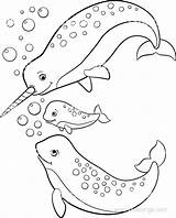 Narwhal Xcolorings Noncommercial sketch template