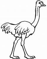 Ostrich Coloring Pages Drawing Kids Printable Clipart Emu Preschool Color Ostriches Colouring Animal Olive Sheets Cartoon Flower Drawings Animals Bird sketch template