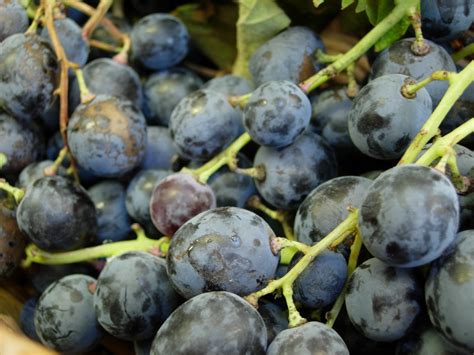 grappoli duva al mercato blueberry fruit food berry essen meals yemek blueberries eten