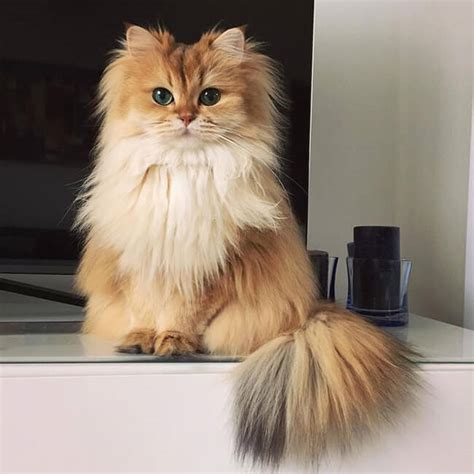 meet smoothie the ridiculously good looking cat that was