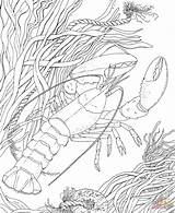 Coloring Pages Crayfish Crawdad Printable Crawfish Color Supercoloring Shrimp Drawing Freshwater Crustacean Clipart Crafts Books Categories sketch template