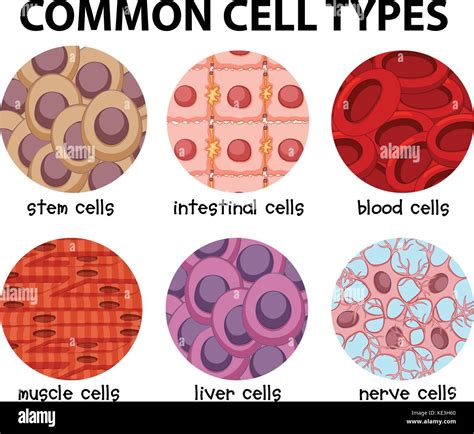 Diagram Of Common Cell Types Illustration Stock Vector Image And Art Alamy