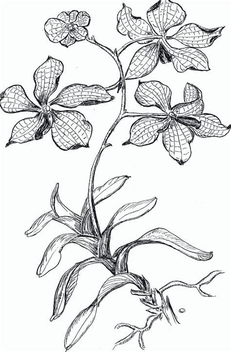 gousicteco orchid coloring page images