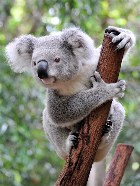 koala facts kidspressmagazinecom