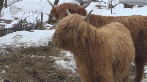 vaca scotiana incepe sa fie crescuta   ferme romanesti