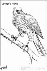Coloring Pages Hawk Wild Things Where Printable Comments Library Clipart sketch template