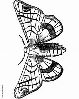 Moth Hawk Luna Designlooter Clipartmag sketch template