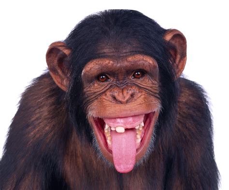 monkey png image purepng  transparent cc png image library