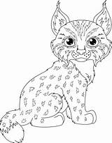 Lince Luchs Lynx Ausmalbild Dorothy Ilustraciones Seleccionar sketch template