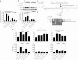 Mrna Lnp L1 Pdl1 Rnai Silences Kcs Mechanism Open Decrease Infection Liver Agarose Protein sketch template