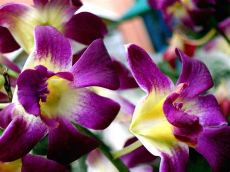 Tropical Flowers Facts Orchid Flowers