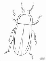 Beetle Coloring Mealworm Pages Printable Beetles Template Drawing Outline Cartoons Bug Insect Kids Goliath Patterns Click Coloringbay Clipart Color Drawings sketch template