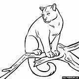Puma Coloring Pages Animal Color Thecolor Animals Baby General Pumas Drawings Popular 1kb 560px sketch template