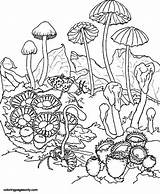 Champignons Trippy Coloriage Champignon Mushroom Plein Jolis Coloriages Justcolor sketch template
