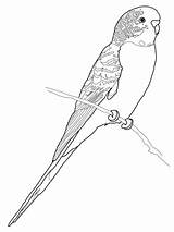 Coloring Parrot Pages Budgerigar Budgie Printable Perruche Coloriage Bird Print Supercoloring Colouring Drawing Imprimer Budgerigars Adult Parakeet Parrots Color Click sketch template