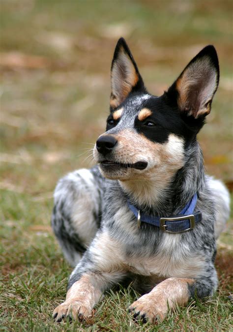 blue heeler names  brilliant ideas  australian cattle dog puppies