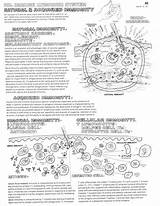 System Immune Coloring Worksheet Notes Biology Cells Immunology Classroom College Pages Science Choose Board sketch template