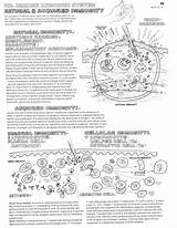 System Immune Coloring Worksheet Notes Biology Worksheets Cells Classroom College Immunology Pages Science Anatomy Printable Choose Board sketch template