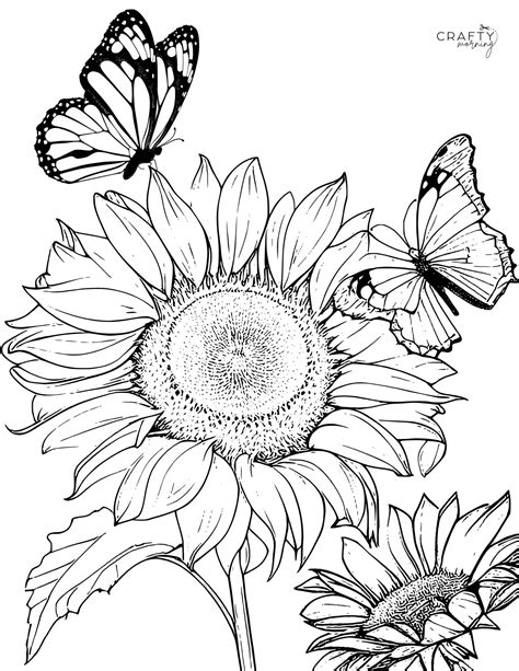 printable sunflower coloring pages crafty morning