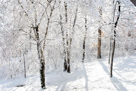 winter woods photograph  stuart mcdaniel fine art america