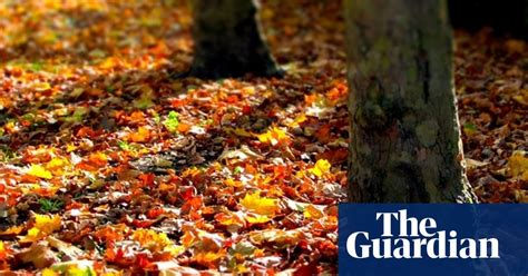 The Colours Of Autumn Share Your Photographs Autumn The Guardian