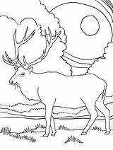 Elk Rocky Colouring sketch template