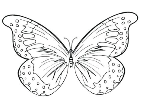 cool butterfly coloring pages  coloringfoldercom borboletas