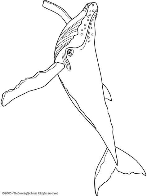 humpback whale coloring page audio stories  kids  coloring