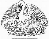 Pelican Christian Symbolism Symbol Coloring Pelicans Bible Color Their sketch template