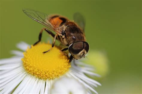 insekten foto bild tiere tierdetails natur bilder auf fotocommunity