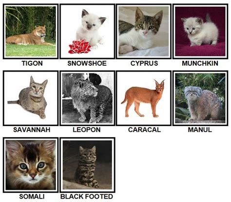 100 pics cats level 31 40 answers 100 pics answers